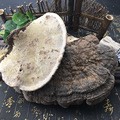 Dried Tree Tongue Lingzhi Shu She Zhi Bulk Whole Slices Traditional Herbal Decoction Ingredient 500g - Image 2