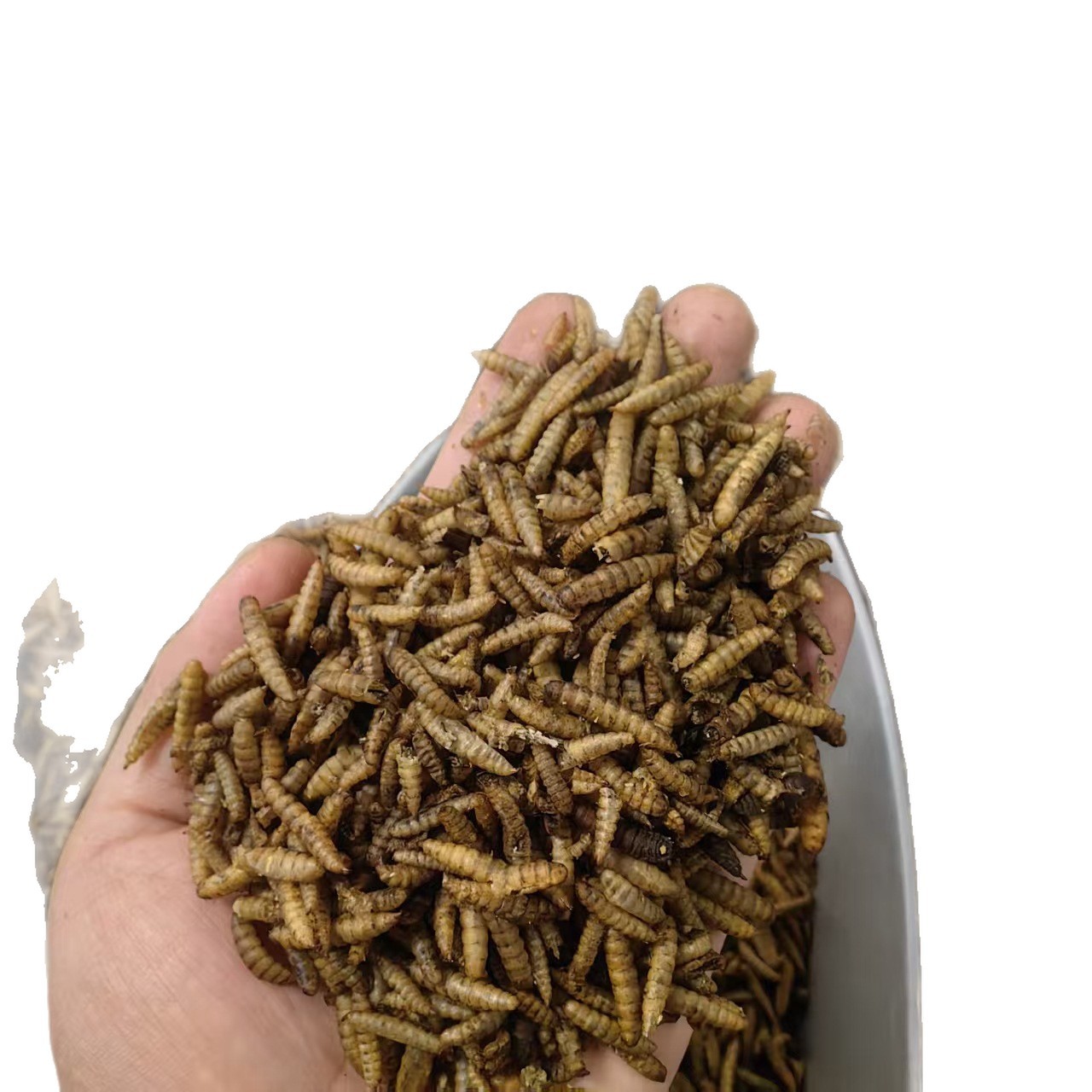 Wugu Chong Boneless Insect Dried Whole Herb 500g Guangxi Origin Traditional Chinese Herbal Ingredient - Image 4
