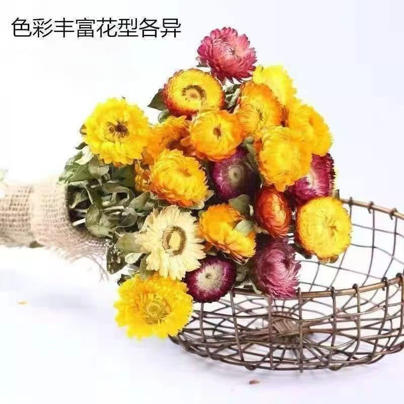Seven-Color Chrysanthemum Qi Cai Ju Dried Flower Heads 70g Bottle Yunnan Herbal Tea - Image 4