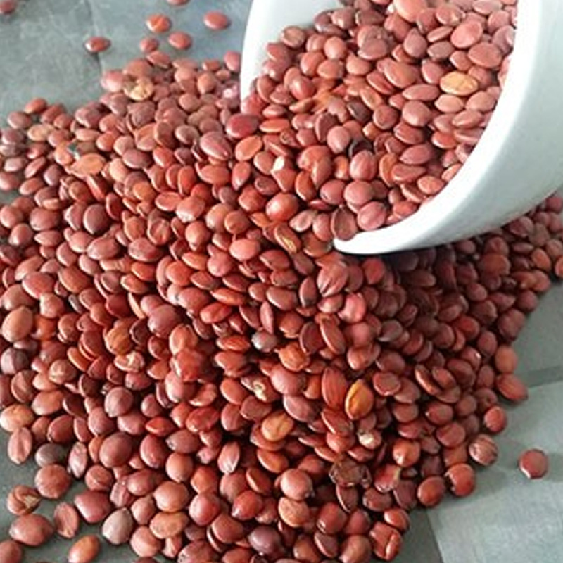Suan Zao Ren (Ziziphus jujuba var. spinosa) — Roasted Wild Jujube Seed, Food Herb for Tea & Soup - Image 4