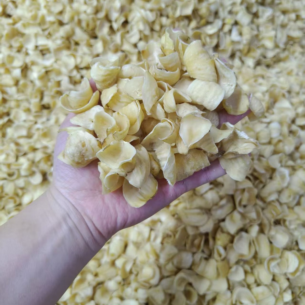 Dried Lily Bulb Bai He 百合 500g Hunan Longshan Edible Herbal Slices for Soup Tea and Congee - Image 3