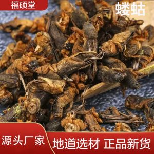 Lou Gu Dried (Gryllotalpa orientalis) — Whole Dried Mole Cricket, Traditional Herbal Material 500g