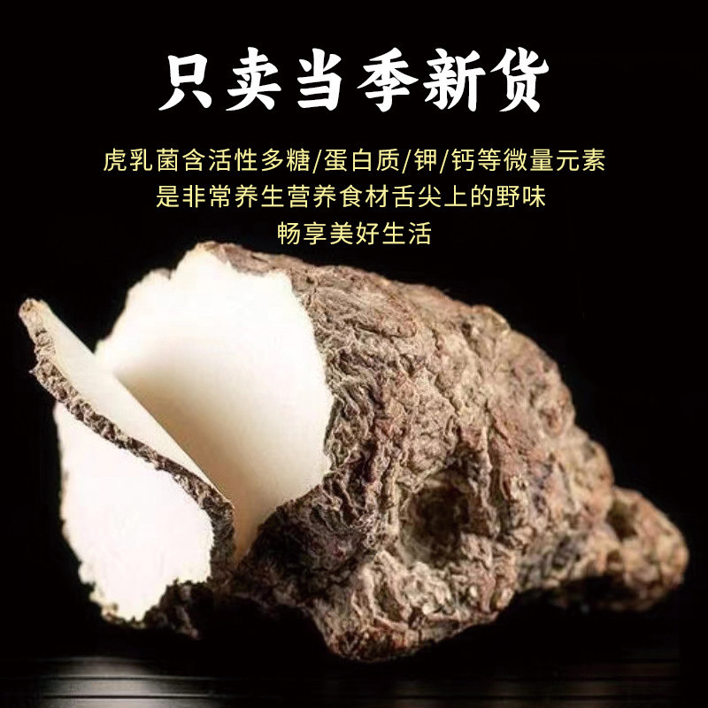 Wild Tiger Milk Mushroom Hu Ru Jun 500g Dried Soup Herb for Family Cooking - Image 2