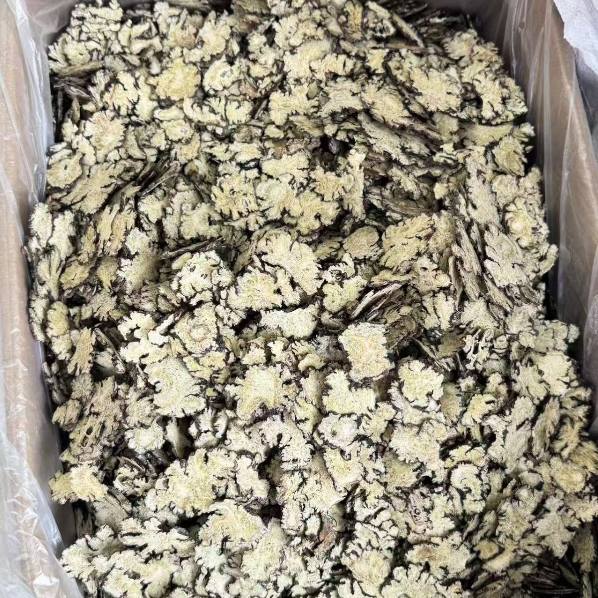 Chuan Xiong Sichuan Lovage Rhizome Slices Dried Herb for Decoction and Tea 500g - Image 3