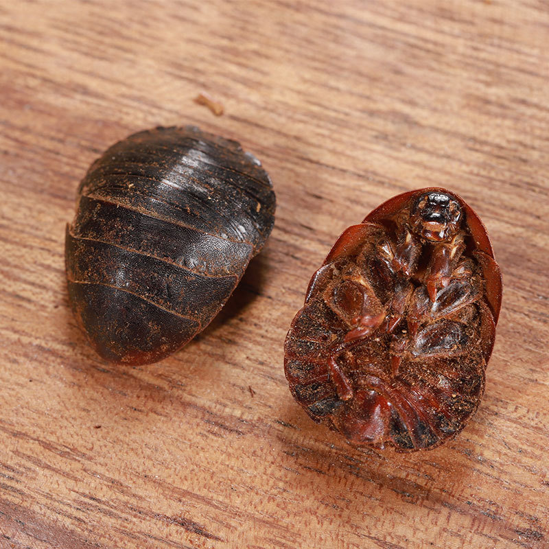 Tu Yuan (Eupolyphaga sinensis) — Dried Ground Beetle Herb, Food-Grade, Powder Available - Image 3