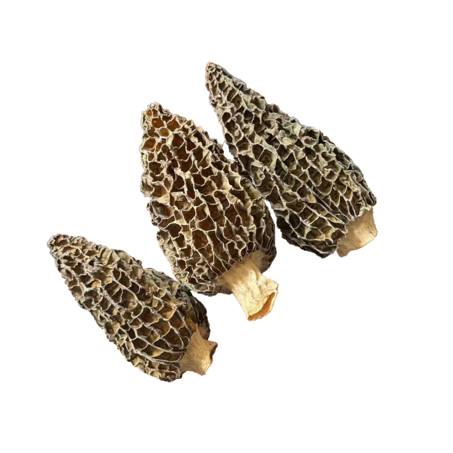 Fresh Morel Mushrooms Yang Du Jun 500g Jilin Origin Direct Supply - Image 5