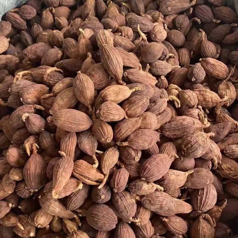 Cao Guo Tsaoko Fruit 100g Bottle Dried Chinese Herbal Spice for Cooking and Decoction - Image 3