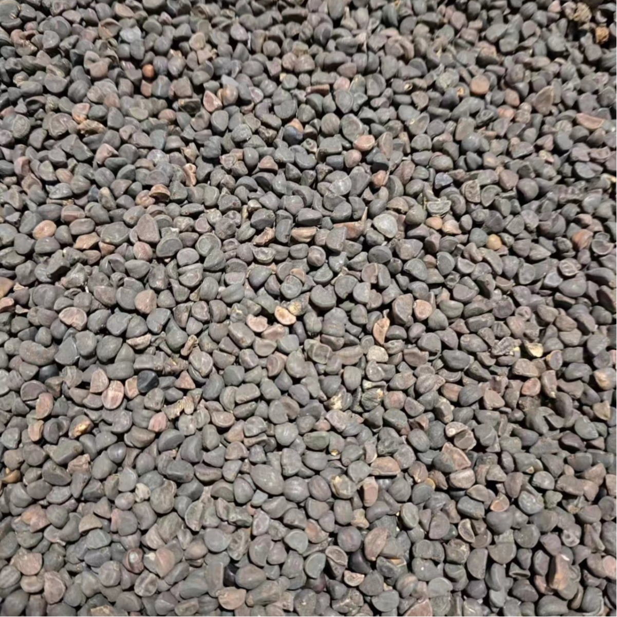 Hei Chou Seeds (Pharbitis nil) — Dried Qian Niu Zi Herb, Also Available as Bai Chou Powder - Image 5