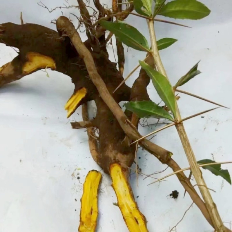 Wild Cihuanglian Sliced Berberis Root 500g Traditional Chinese Herb for Decoction and Tea - Image 4