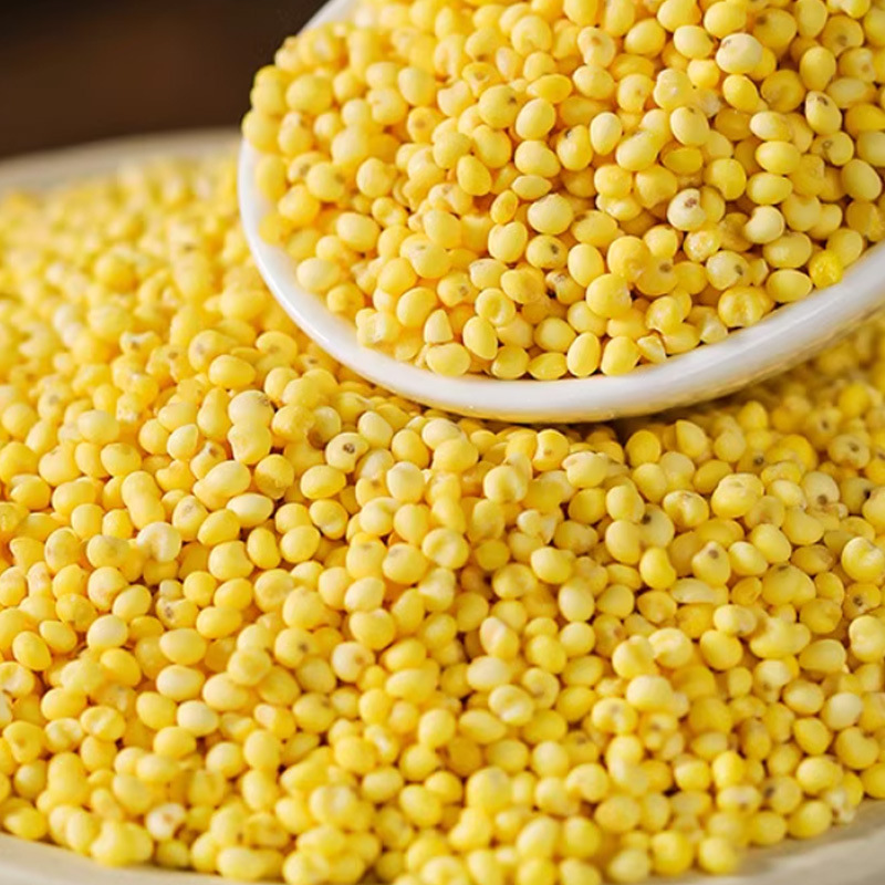 Shu Mi (Panicum miliaceum) — Broomcorn Millet Grain for Congee & Five-Grain Porridge - Image 4