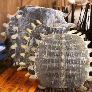 Bie Jia (Trionyx sinensis) Dried Turtle Shell Pieces — Traditional Chinese Herb, 500g