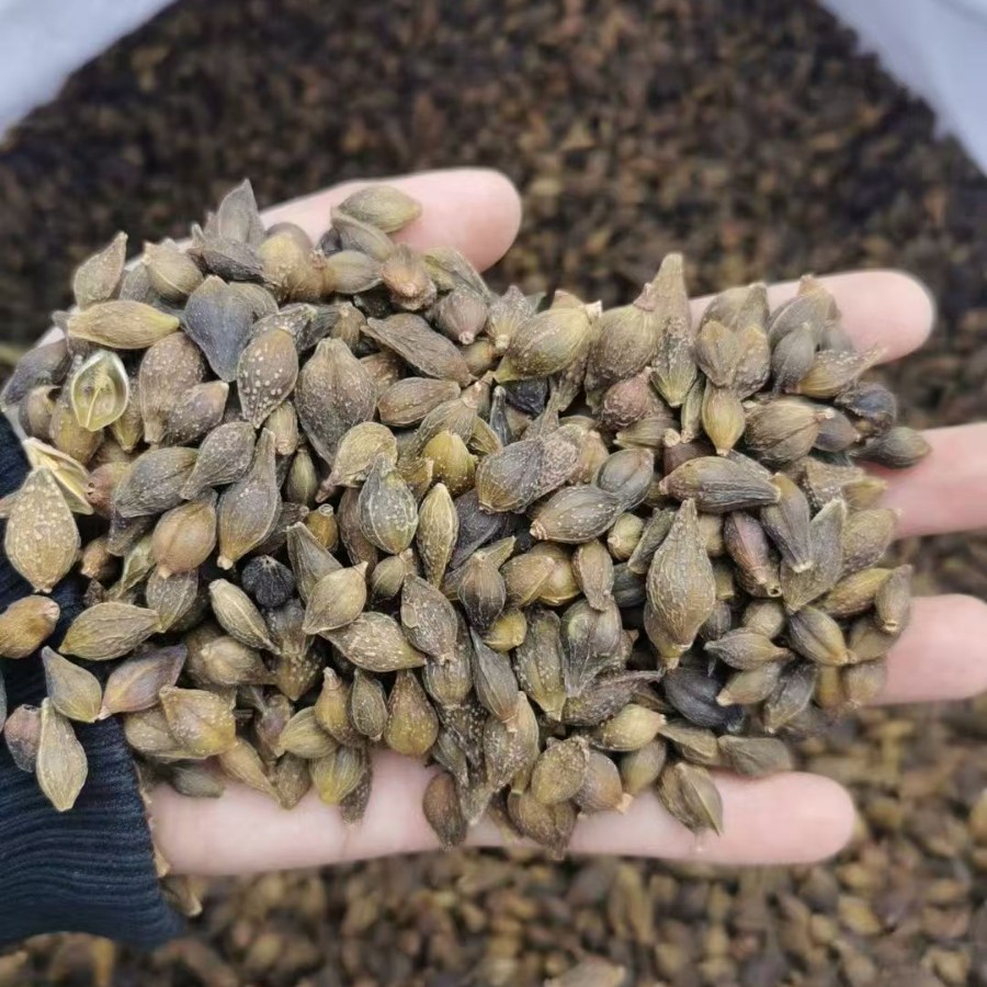 Dried Forsythia Fruit Lian Qiao 500g Selected Grade Sulfur-Free Raw Herb for Decoction and Herbal Tea - Image 2