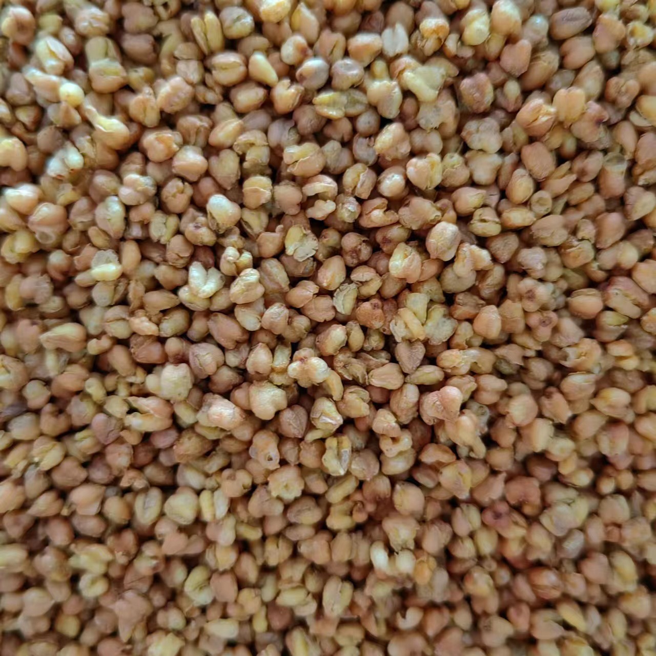 Ku Qiao Mai (Fagopyrum tataricum) — Dried Tartary Buckwheat Grain, Food Herb for Tea & Porridge - Image 2