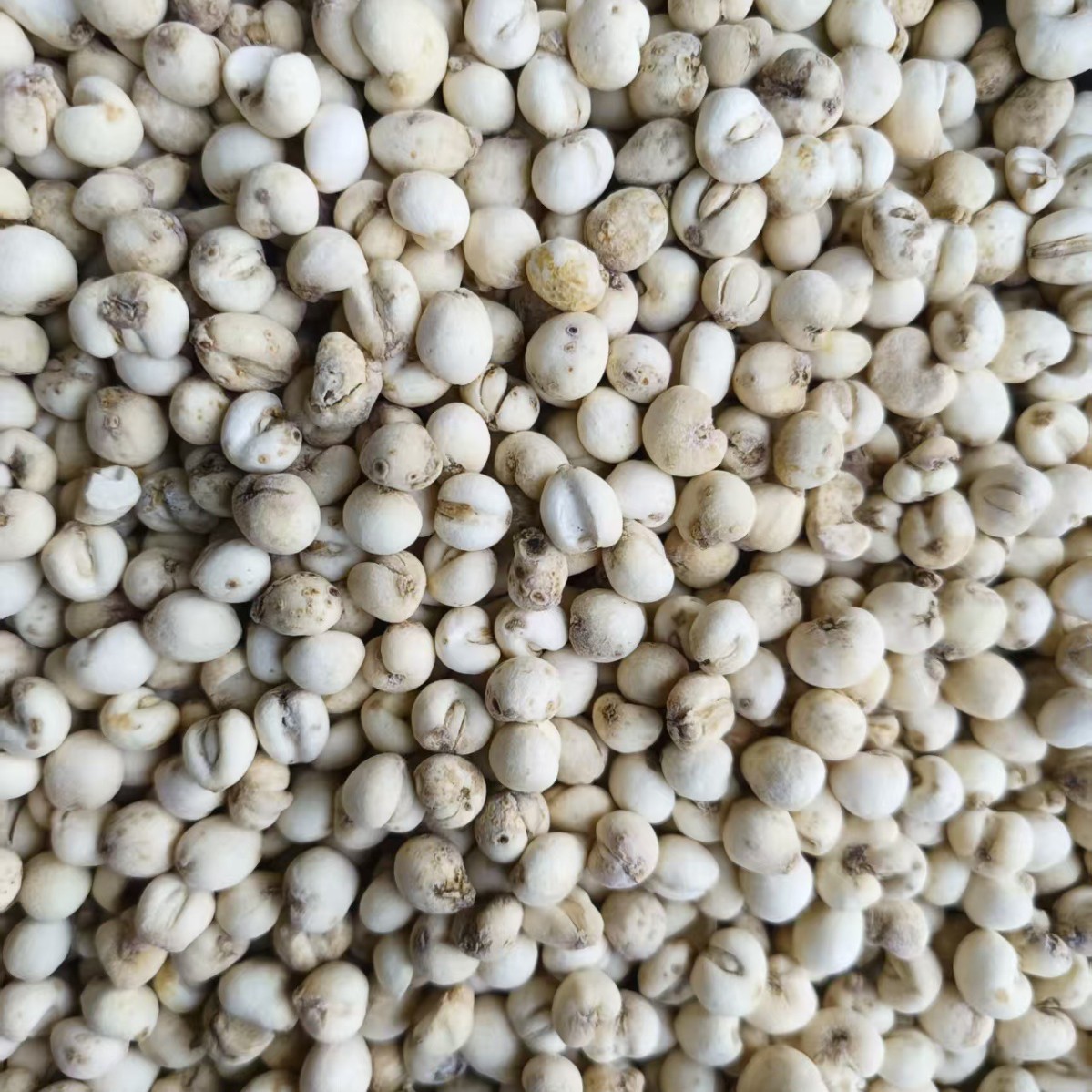 Dried Fritillaria Bulb Bei Mu 500g Bagged Herbal Decoction Pieces - Image 2