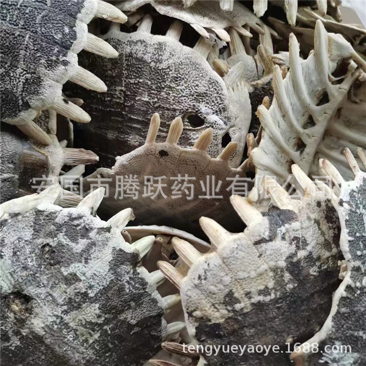 Dried Turtle Shell Bie Jia Whole Pieces Traditional Chinese Herb 500g - Image 3