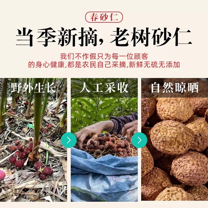 Yangchun Amomum Fruit Sha Ren 500g Dried Tcm Herb for Soup and Stomach Wellness - Image 2