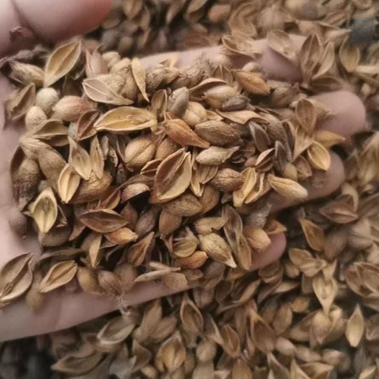 Forsythia Fruit Lian Qiao Dried Herb 500g Traditional Chinese Herbal Decoction Ingredient - Image 2