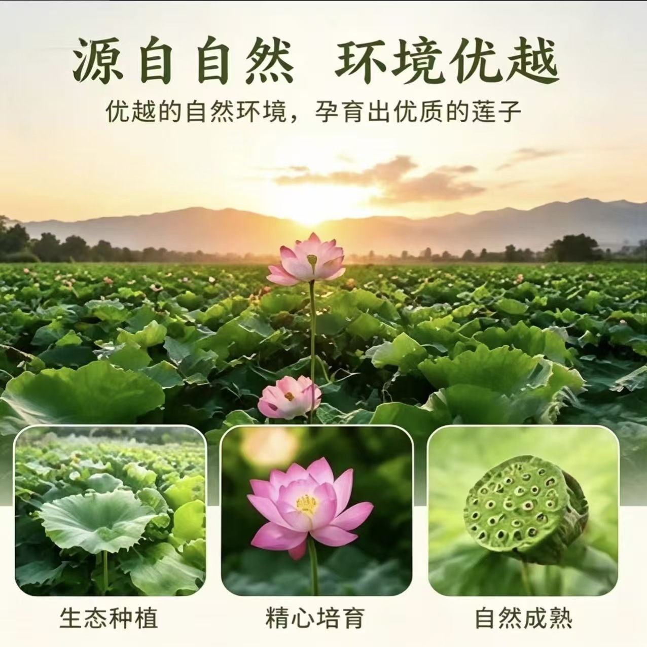 Dried Coreless Lotus Seeds Xiang Lian 1000g Hunan Origin for Soup Congee and Herbal Cooking - Image 4