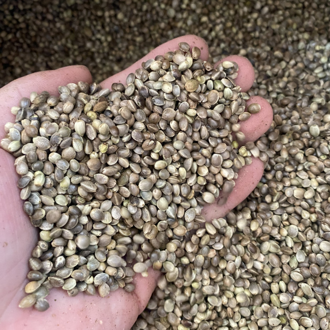 Hemp Seed (Cannabis sativa) — Hulled Food Herb, 500g Clean Granules for Tea, Congee & Soup - Image 4
