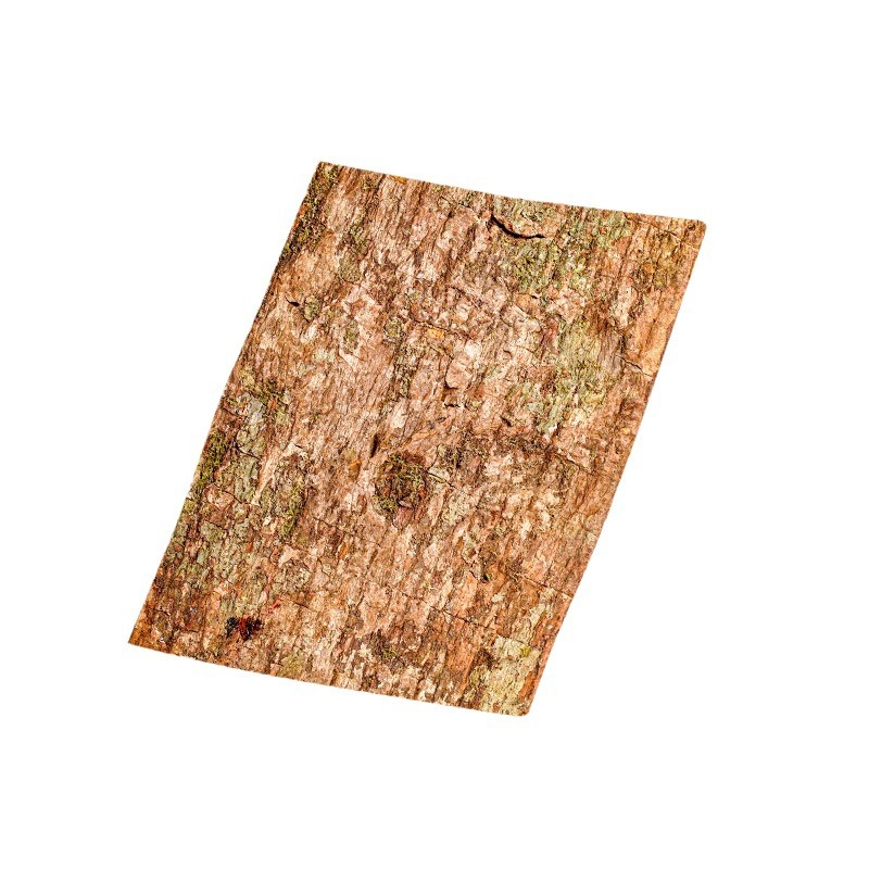 Cabinda Bark (Pausinystalia johimbe) — African Tree Bark for Traditional Wine Infusion & Powdering - Image 5