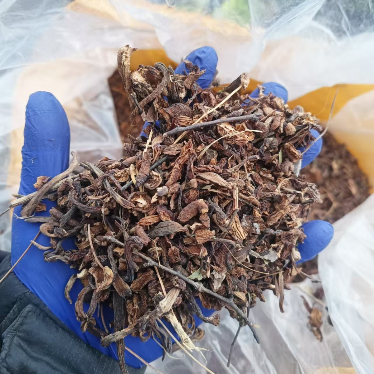 Dried Hazel Mushroom Pieces for Soup 500g Jilin Origin Umami Broth Ingredient - Image 3