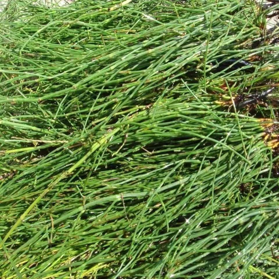 Dried Horsetail Herb Wen Jing Grass 问荆草 Equisetum Natural Sun Dried Raw Botanical Bulk Supply 500g - Image 2