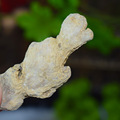 Dried Ginger Root Gan Jiang 500g Bulk Chinese Herb Zingiber officinale Rhizome for Decoction and Culinary Use - Image 2