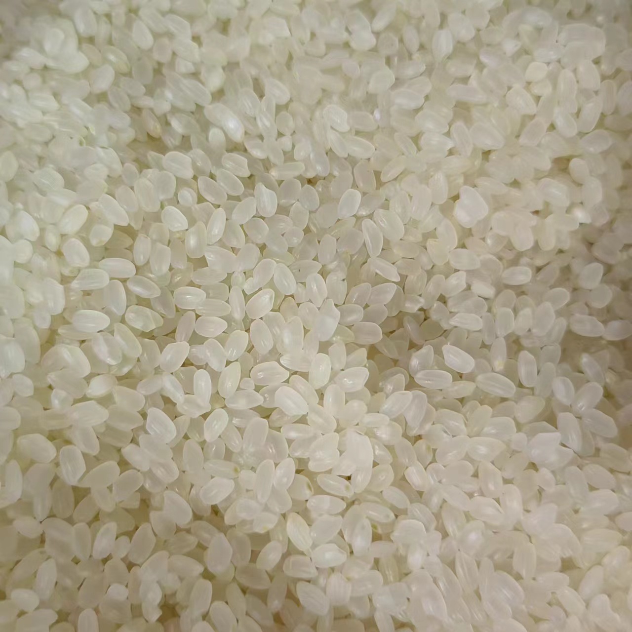 Japonica Rice (Oryza sativa japonica) — Dried Whole Grain for Congee & Herbal Soups - Image 2