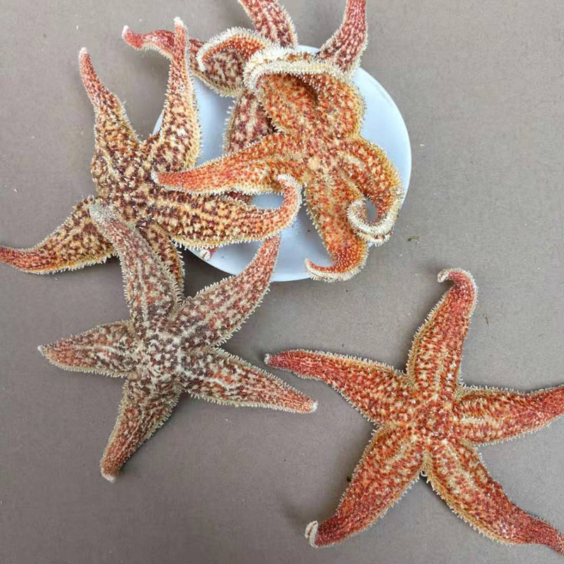 Dried Starfish Wu Zhi Hai Xing Whole Dried Sea Star for Herbal Wine Infusion 500g - Image 2