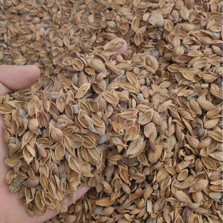Forsythia Fruit Lian Qiao Dried Herb 500g Traditional Chinese Herbal Decoction Ingredient - Image 4