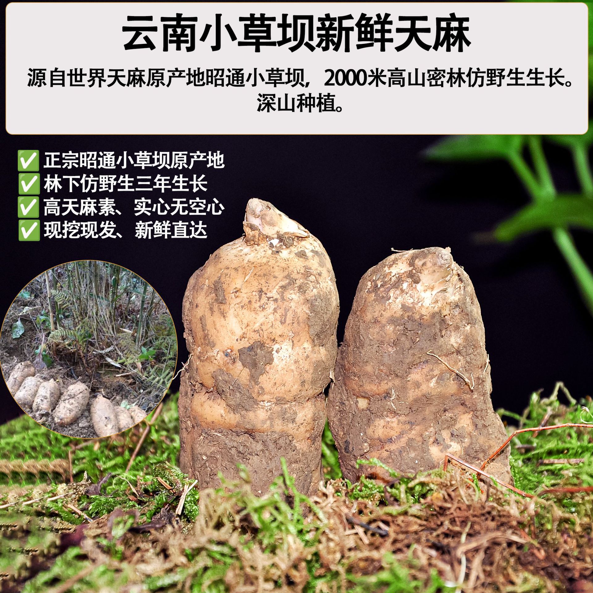 Fresh Gastrodia Root Yunnan Xiaocaoba Tian Ma 500g Wild Grown High Mountain Fresh Dug - Image 4
