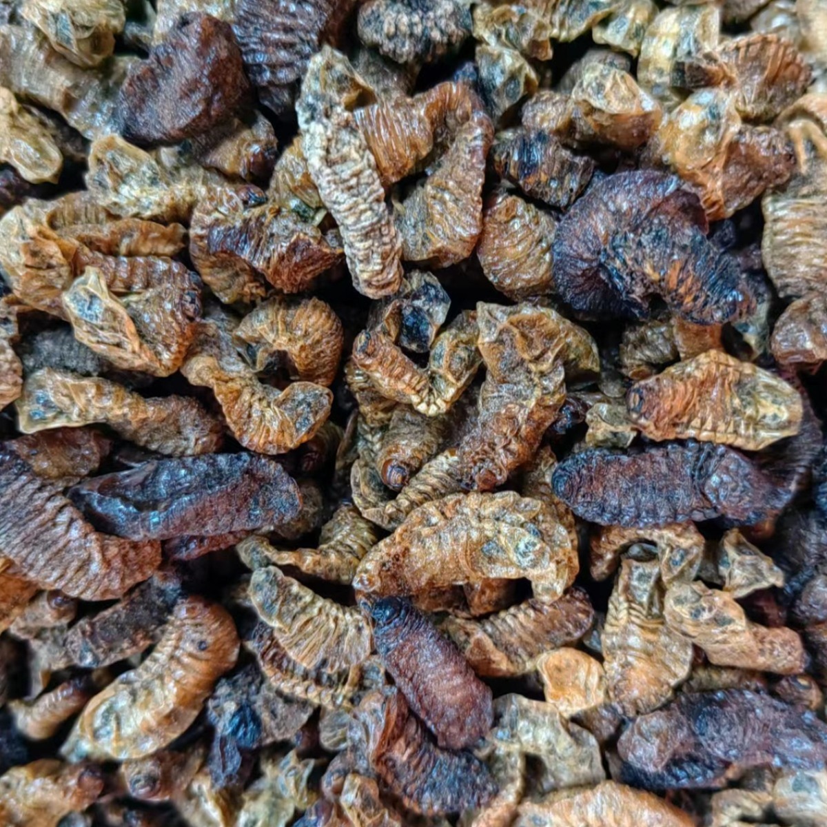 Qi Cao (Holotrichia diomphalia Larva) — Dried Insect Herb, 500g - Image 5