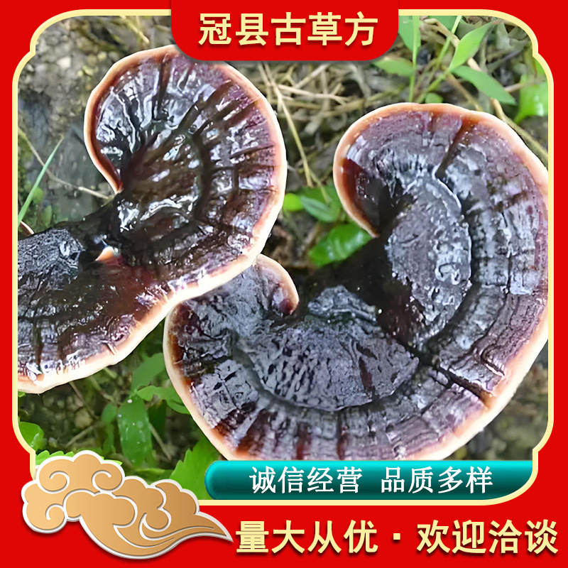 Jin Bian Lingzhi Reishi Mushroom Slices and Powder Custom Processing Raw Herb - Image 2