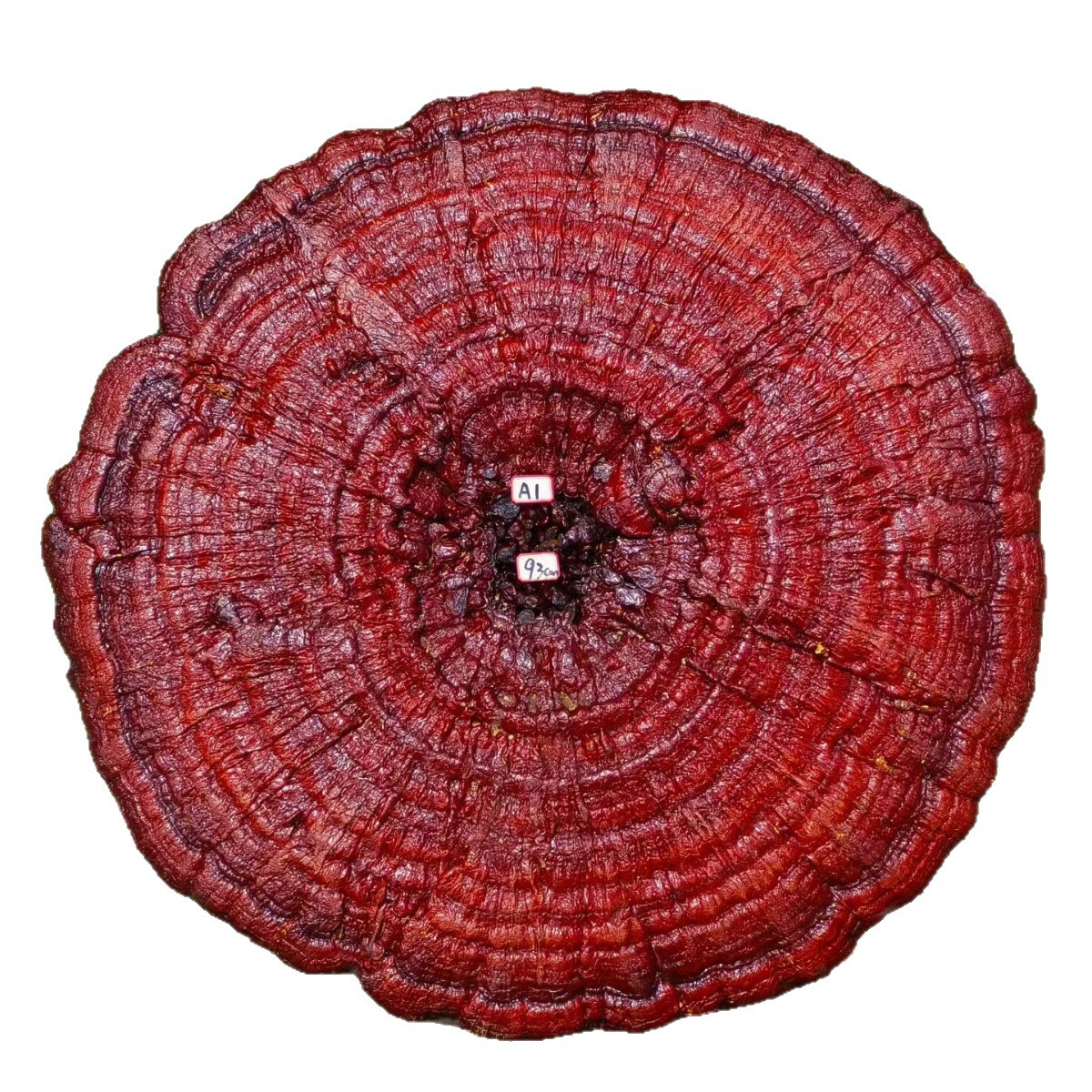 Large Purple Reishi Mushroom Display Piece 95cm Ling Zhi Ornamental Bonsai for Home and Entryway - Image 5