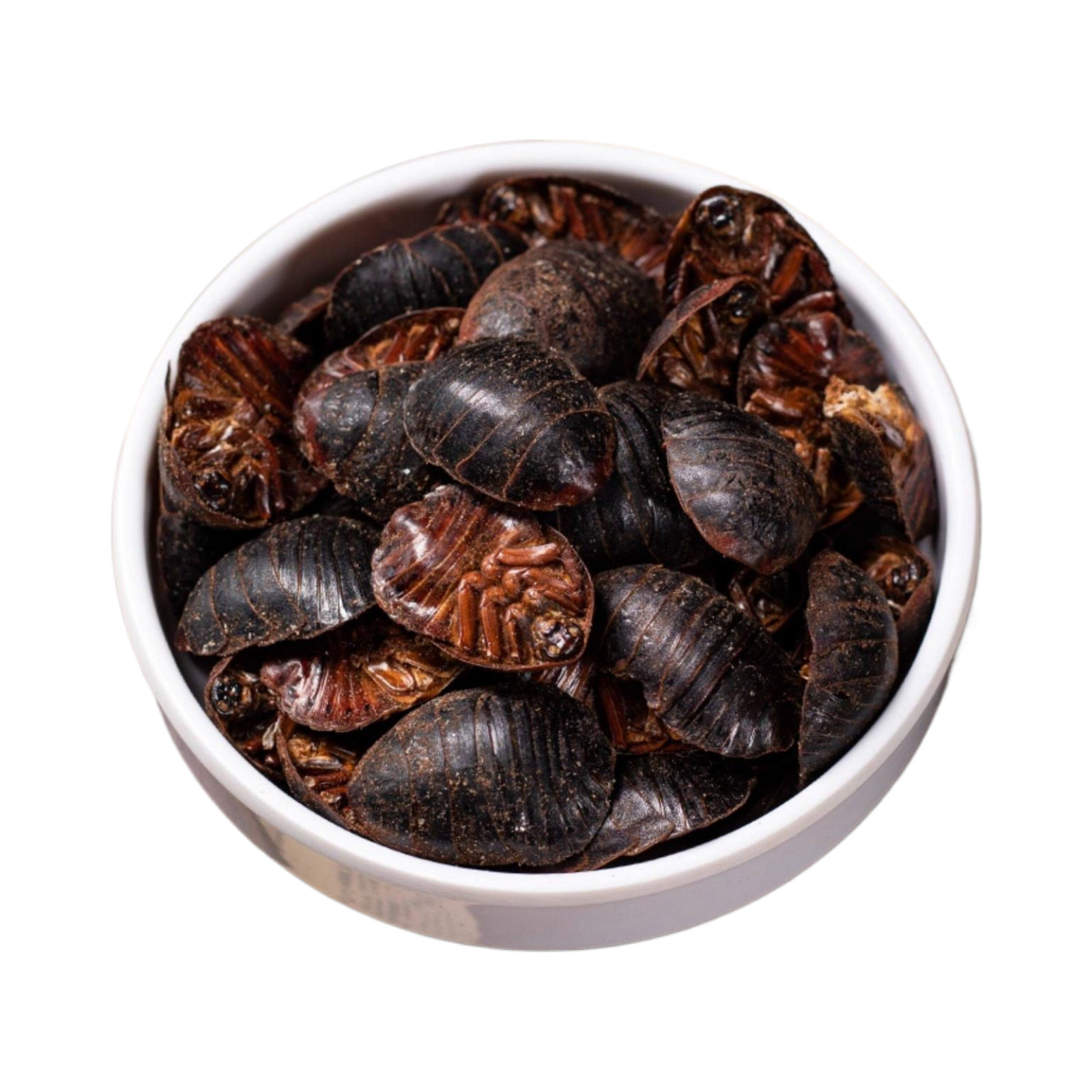 Dried Ground Beetle Tu Yuan 土元 Whole Insect Traditional Chinese Herb 250g - Image 5