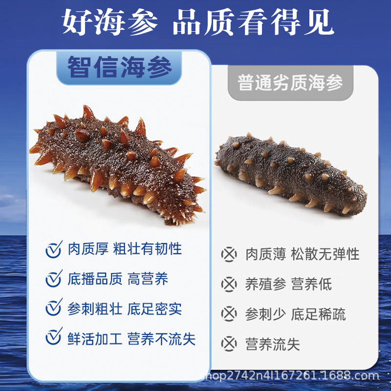 Ready to Eat Sea Cucumber Gift Box Dalian Liaoning Spiny Sea Cucumber Large Size Nourishing Holiday Gift for Elders 500g - Image 4