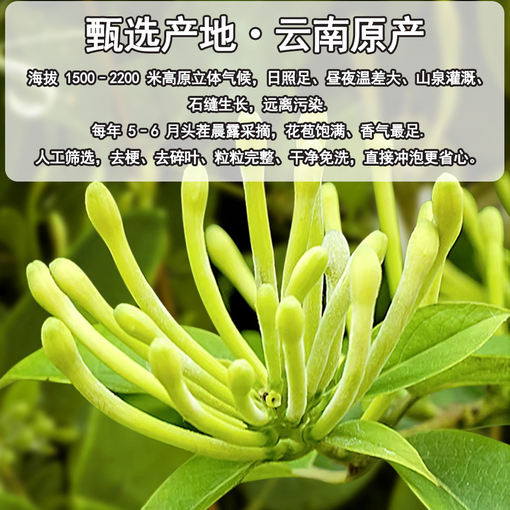 Yunnan Honeysuckle Flower Tea Jin Yin Hua Dried Herbal Tea 30g Can - Image 3