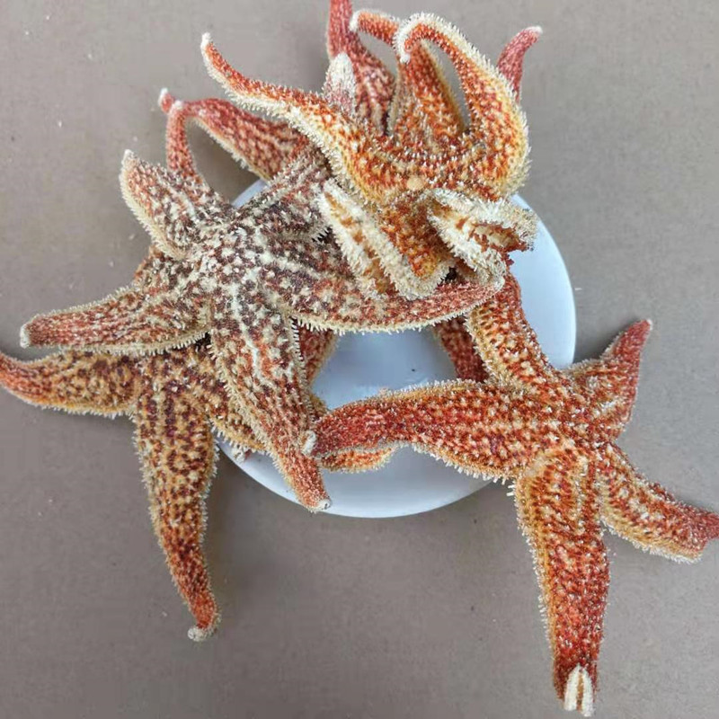 Dried Starfish Wu Zhi Hai Xing Whole Dried Sea Star for Herbal Wine Infusion 500g - Image 3