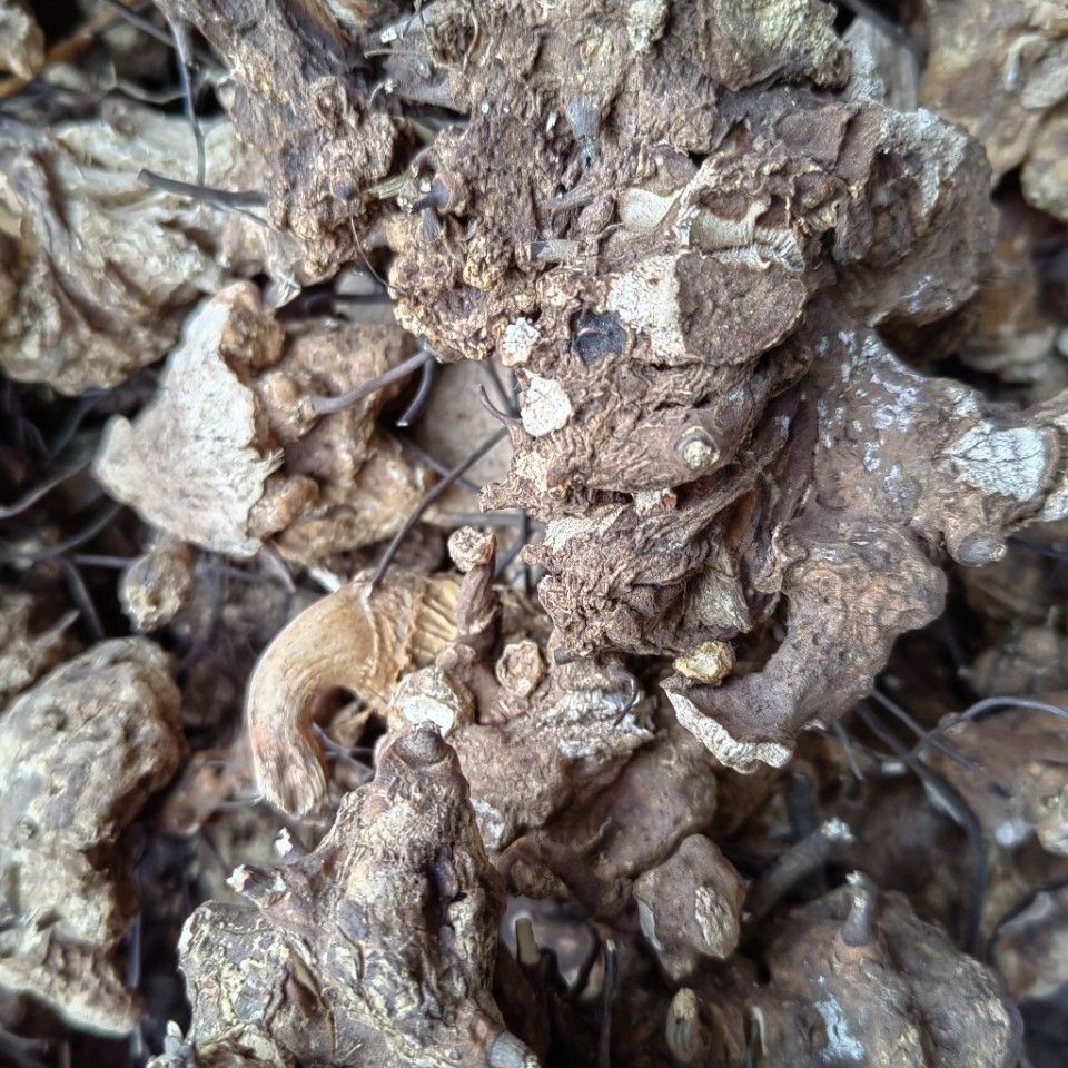 Wu Bi Jia Ge Root (Jie Yuan Gen) — Dried Food Herb for Wine & Tea Infusion - Image 3