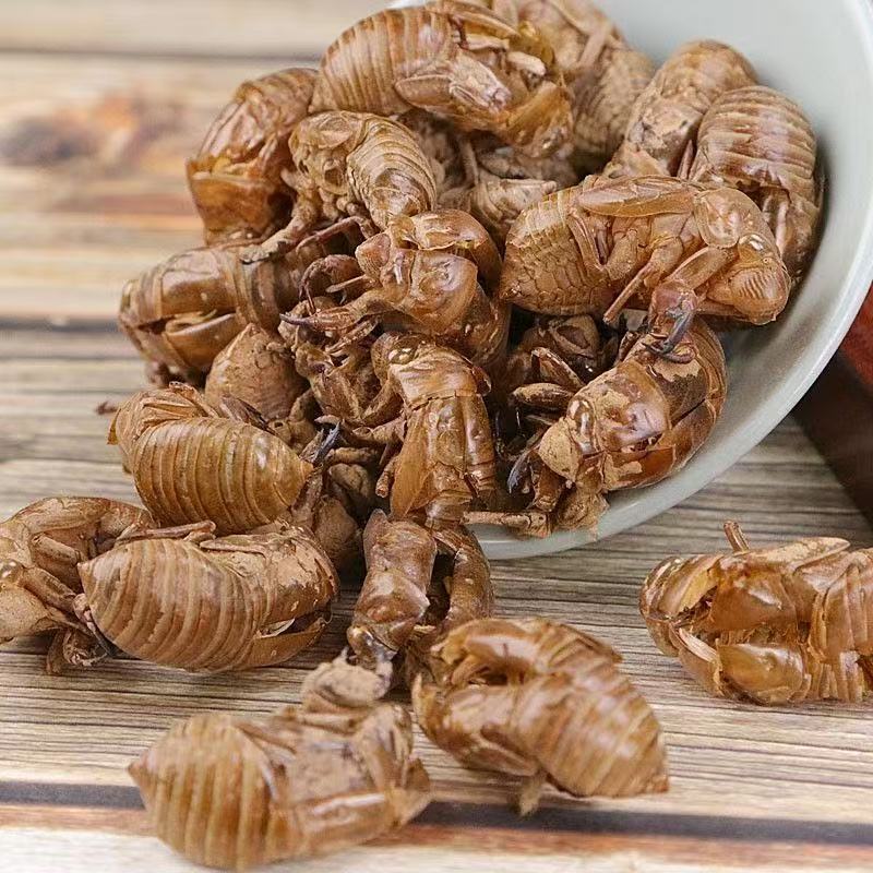 Cicada Slough Chan Tui 500g Dried Whole Shells Traditional Chinese Herb for Decoction - Image 3