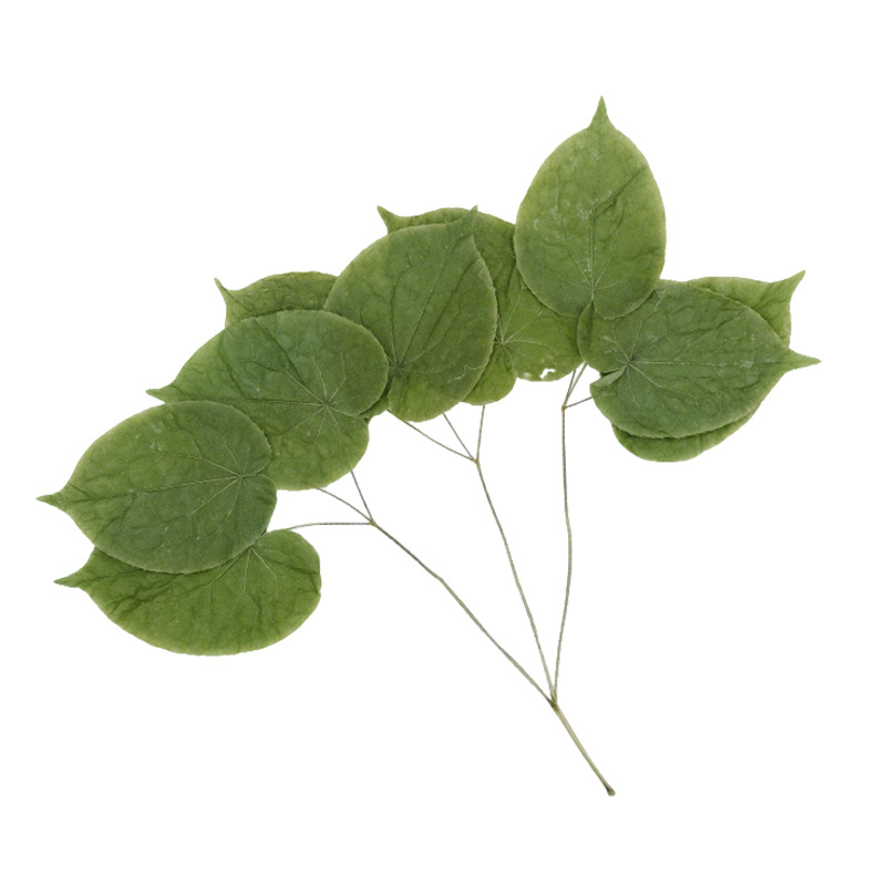 Wild Epimedium Whole Plant 500g Yin Yang Huo Herbal Supplement for Men - Image 5