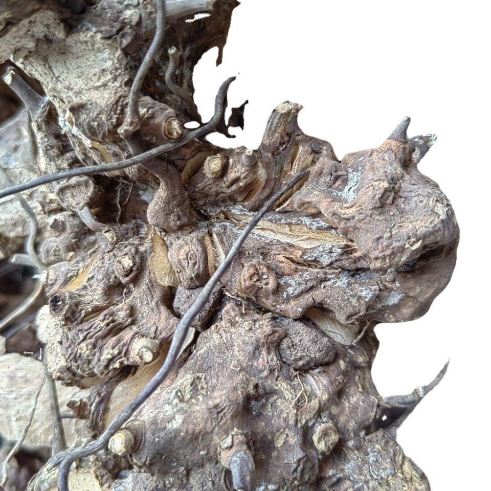 Wu Bi Jia Ge Root (Jie Yuan Gen) — Dried Food Herb for Wine & Tea Infusion - Image 5