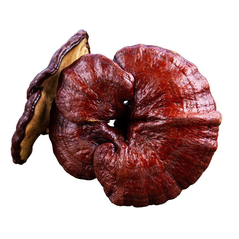 Dried Red Reishi Mushroom Whole Fruiting Body Changbai Mountain for Tea Soup and Wine Soaking - Image 3
