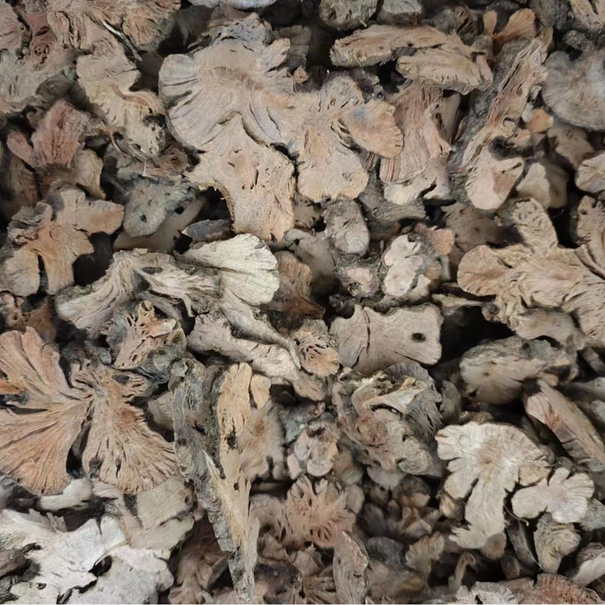 Jin Qiao Mai (Fagopyrum cymosum) — Dried Food Herb Root, Also Known as Golden Buckwheat Root - Image 2