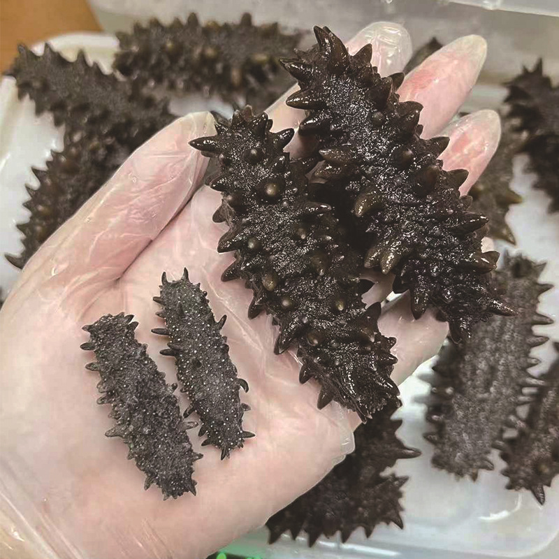 Ready to Eat Sea Cucumber Frozen Vacuum Packed 500g SC Certified Factory Direct - Image 2