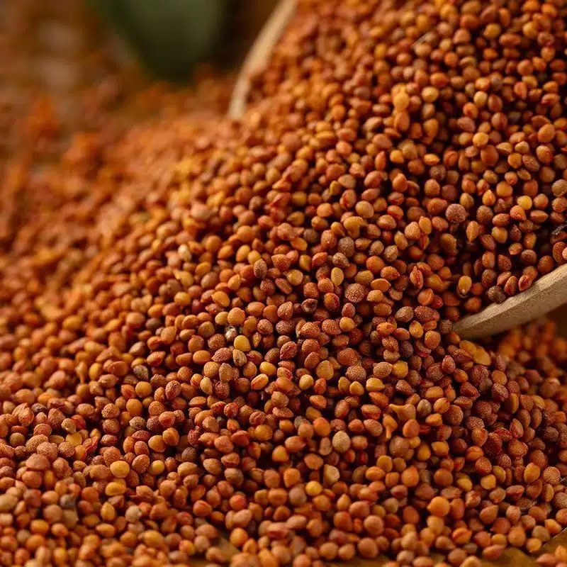 Chu Shi Zi (Broussonetia papyrifera Fruit) — Dried Food Herb, 500g - Image 3