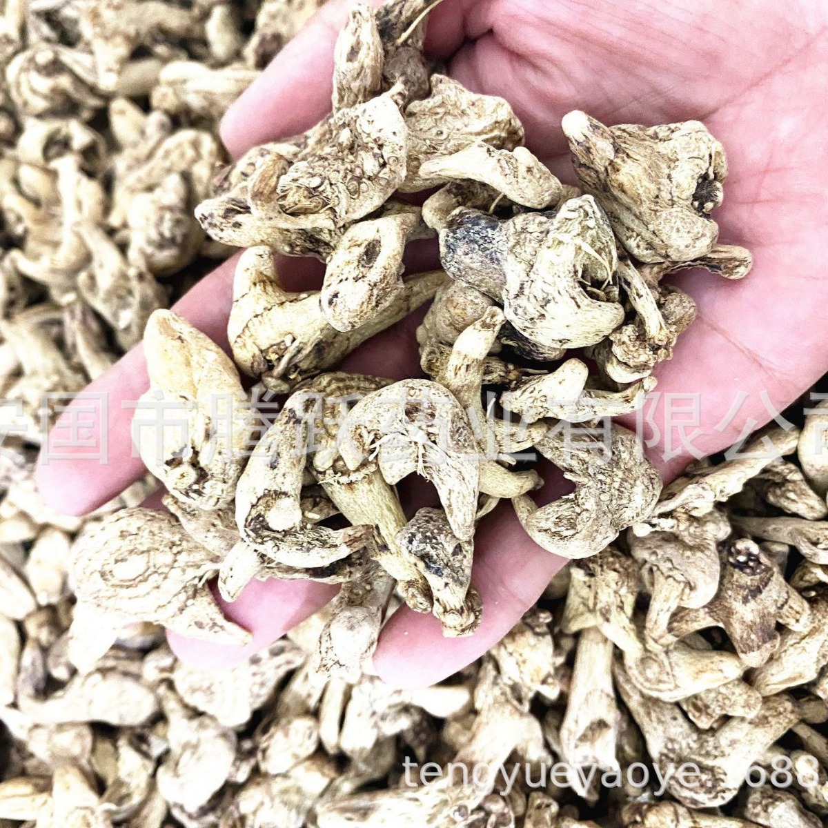 Dried Bletilla Rhizome Bai Ji 白芨 Whole Root Bulk Chinese Herb 500g - Image 4