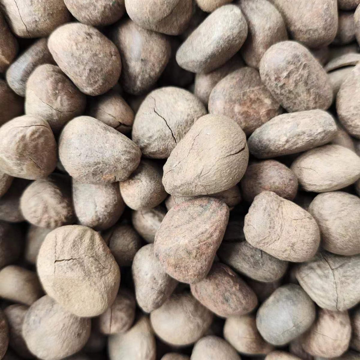 Da Feng Zi (Hydnocarpus anthelminticus) — Dried Chaulmoogra Seeds, Traditional Herbal Material - Image 3