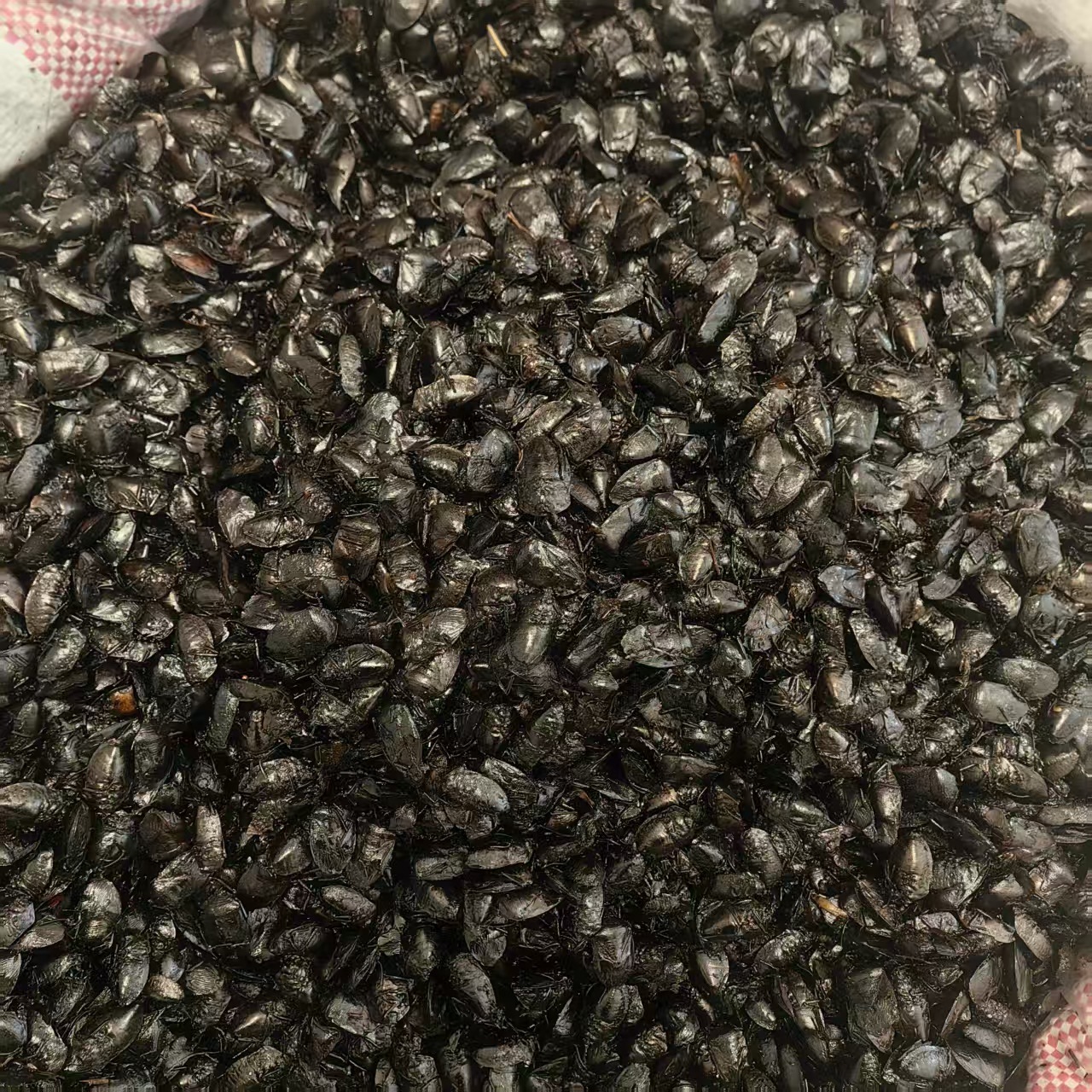 Jiu Xiang Chong Dried Bug 500g Aspongopus chinensis Whole Insect TCM Herbal Ingredient Natural Sun Dried - Image 4