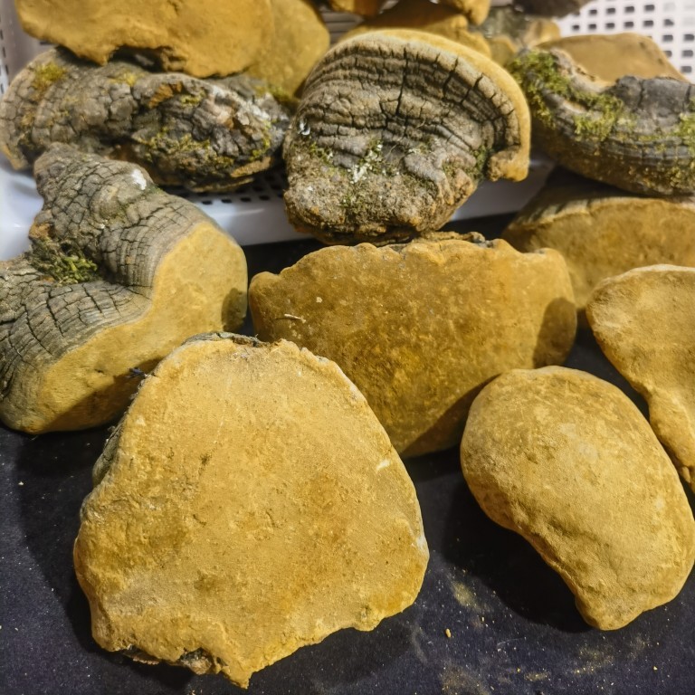 Sang Huang Mulberry Phellinus Dried Slices 250g Yunnan Wild Harvested Herbal Conk - Image 3